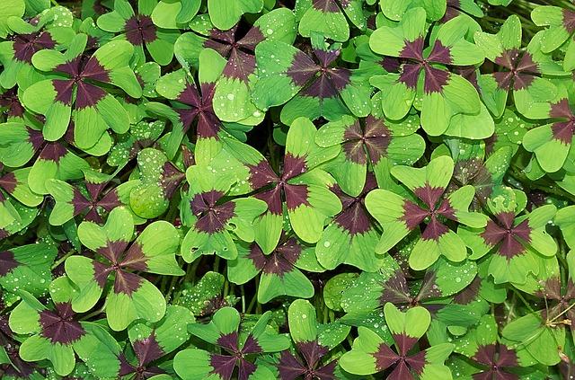 Storing Your Pressed‍ Clover: Best Practices to Maintain Quality