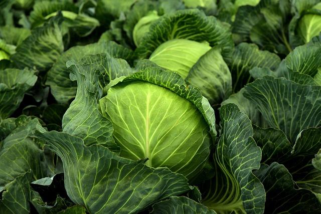 Choosing the Right Cabbage for Fermentation