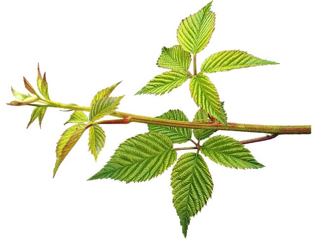 Selecting the Right Blackberry Leaves for Fermentation