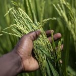 Rice Water Fermentation: How Long Should You Leave It?