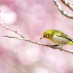 How to Use Essential Oils for Pink Eye? Natural Remedies