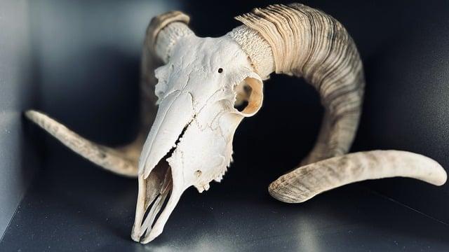 How to Preserve a Bat: Techniques for Wildlife Enthusiasts 5 Best Practices for Documenting and Labeling Your Specimens