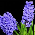 How to Preserve Hyacinth Bulbs for Replanting