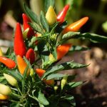 Sustainable Living Made Simple | The Natural Living Site.com 12 How to Freeze Stuffed Peppers? Keep Them Tasty