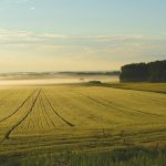 Cheap Land for Homesteading: Finding Affordable Plots