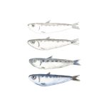 How Sardines Are Processed: From Ocean to Can!