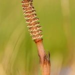 What Is Horsetail Herb Good For? Discover Its Benefits