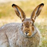 Jackrabbit Homesteading: Tips for Desert Self-Sufficiency