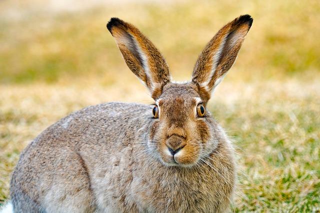 Jackrabbit Homesteading: Tips for Desert Self-Sufficiency
