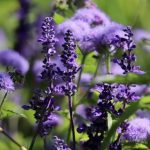 What Herb Can Be Substituted for Sage? Flavorful Alternatives!