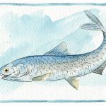 What’s the Difference Between Sardines and Anchovies? Comparison