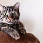 Is Sardines Good for Cats? Feline Nutrition Tips!
