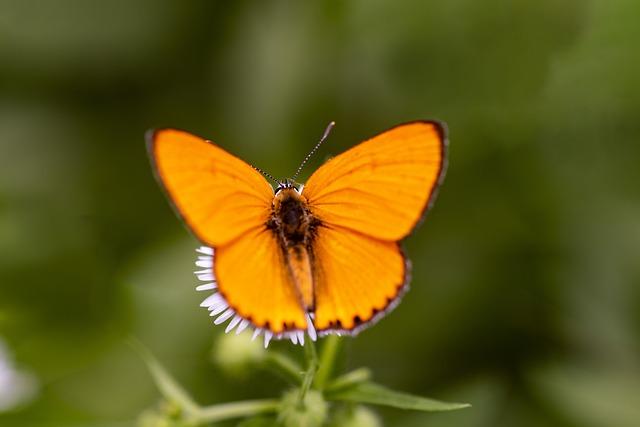 How to Use Oster Yogurt Maker: Step-by-Step Guide 4 Inoculating Your Milk with Starter Culture