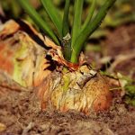 How to Cure Onions for Long-Term Storage: Best Practices