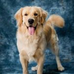 Is Mint Essential Oil Safe for Dogs? What You Need to Know