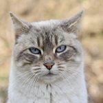 Is Apple Cider Vinegar Safe for Cats? What You Need to Know