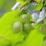 How to Preserve Hazelnuts: A Nut Lover’s Guide