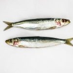 Where Can I Buy Fresh Sardines? Shopping Guide
