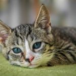 Are Sardines Healthy for Cats? Pet Nutrition