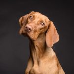 Are Sardines Good for Dogs with Kidney Disease?