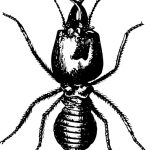 Does Apple Cider Vinegar Kill Termites? Pest Control Tips