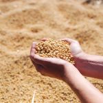 How to Ferment Black Soybeans for Asian Cuisine