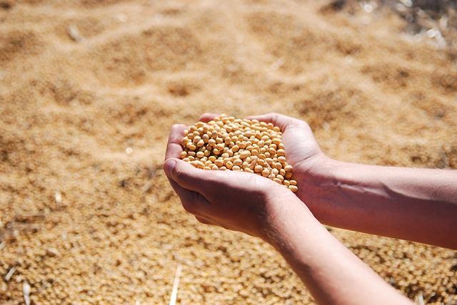 About Us 2 How to Ferment Black Soybeans for Asian Cuisine