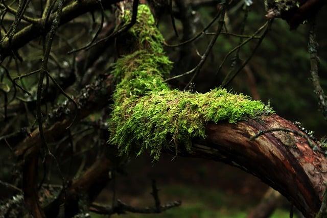 How to Preserve Moss for Natural Decor 3 Essential Tools and Materials for Preserving Moss