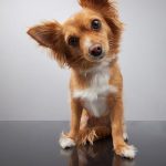 How to Clean Dog’s Ears with Apple Cider Vinegar? Pet Care Tips