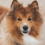 Are Sardines Okay for Dogs? The Benefits and Risks!