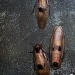 Do Roaches Like Apple Cider Vinegar? Pest Control Insights