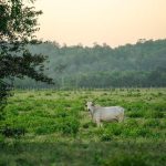 How Much Freezer Space for a Whole Cow? Plan Your Storage!