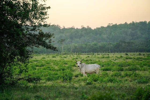 Sustainable Living Made Simple | The Natural Living Site.com 9 How Much Freezer Space for a Whole Cow? Plan Your Storage!