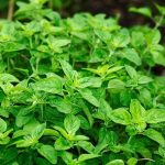 How to Dry Fresh Herbs for Storage: Preservation Tips