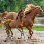 Is Apple Cider Vinegar Good for Horses? Equestrian Health