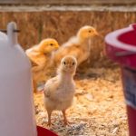 Homesteading Seasons: Planning Your Year on the Homestead