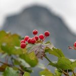 How to Use Essential Oils for Menstrual Cramps: Natural Relief
