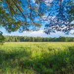 How to Preserve Wild Onions: Natural and Tasty
