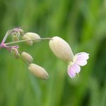 What Herbs Are Good for Bladder Cancer? Natural Support