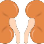 Can Kidney Transplant Patients Drink Ginger Tea? Health Advice