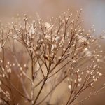 How Would You Substitute Fresh Herbs for Dried Herbs? Cooking Tips