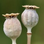 How to Ferment Cocoa Pods at Home