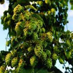 IPA Brewing: How Long Does Fermentation Take?
