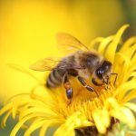 What Essential Oil is Good for Bee Stings? Natural Remedies