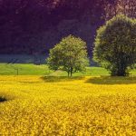 Subsistence Agriculture: The Foundation of Homesteading