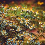Is Smoking Herbs Good for Your Lungs? Health Implications