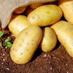 How to Ferment Potatoes for Vodka: Home Distilling Guide
