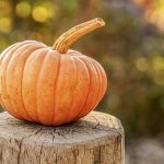 How to Ferment Pumpkin: Seasonal and Nutritious