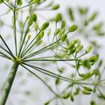 What Are Natural Herbs for High Blood Pressure? Lower It Naturally