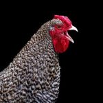 Can Chickens Eat Sardines? A Homesteader’s Guide!